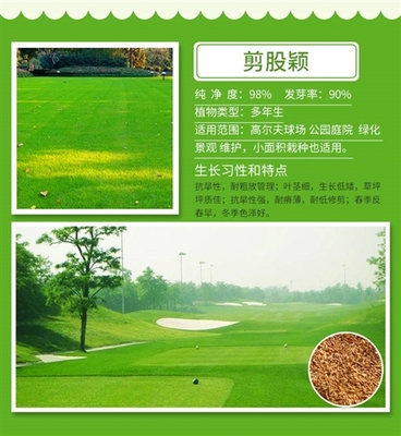 草坪种子-黑龙江省大兴安岭草坪种子销售公司